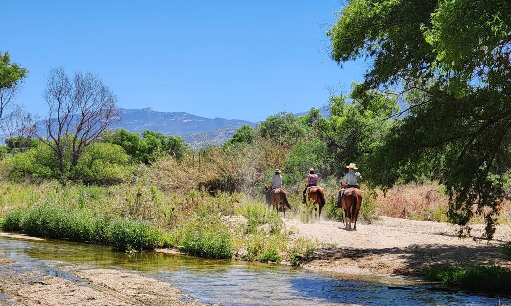 Tanque Verde Wash at Wentworth