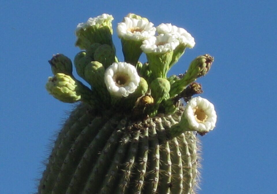 2010SaguaroFlowers 003