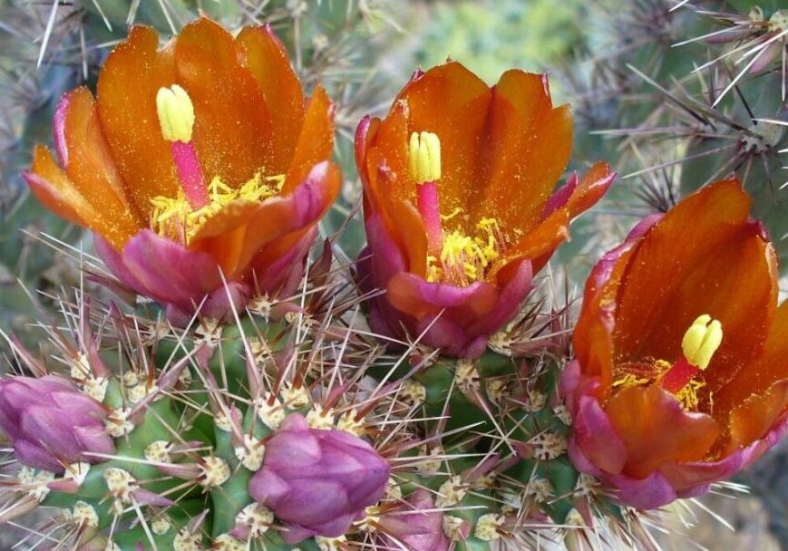 BarrelCactusFlowers