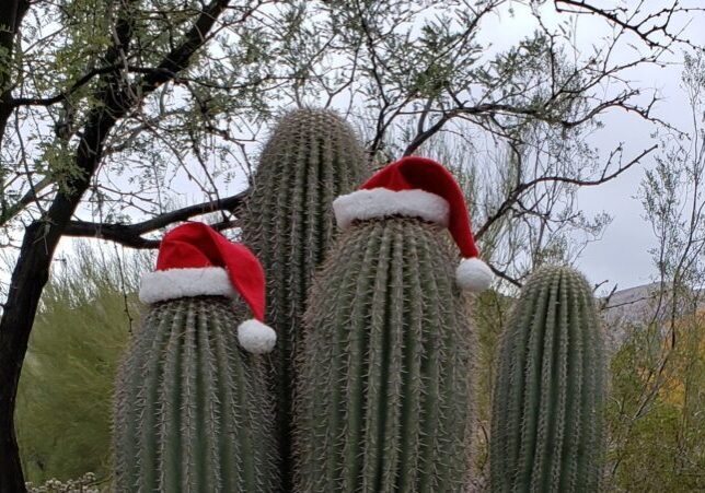 SaguaroSantaHats